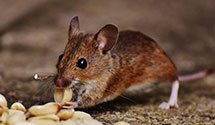 Find Exterminators in Saint Francis County